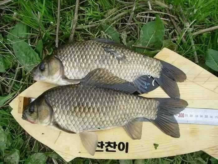 4월3주차 고흥권조황소식 (조황조행기 - 특파원조황)