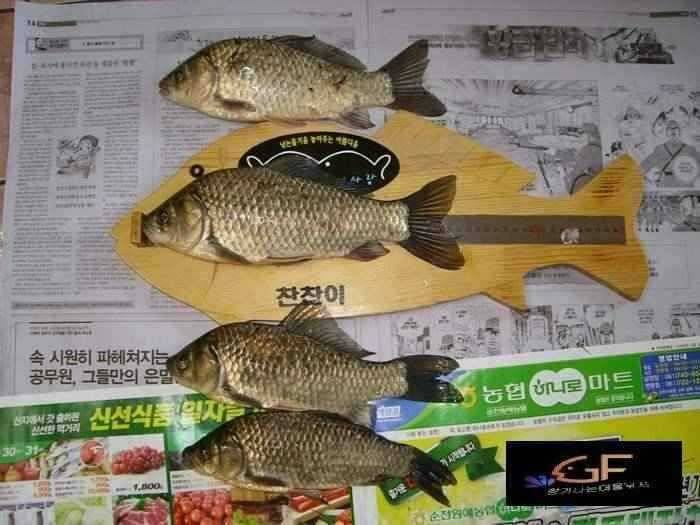 6월1주차 고흥권조황소식 (조황조행기 - 특파원조황)
