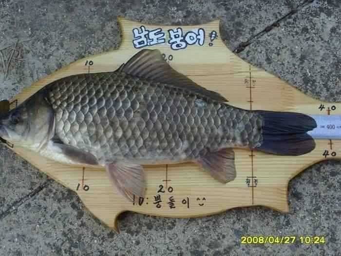 4월5주차 고흥권조황소식 (조황조행기 - 특파원조황)