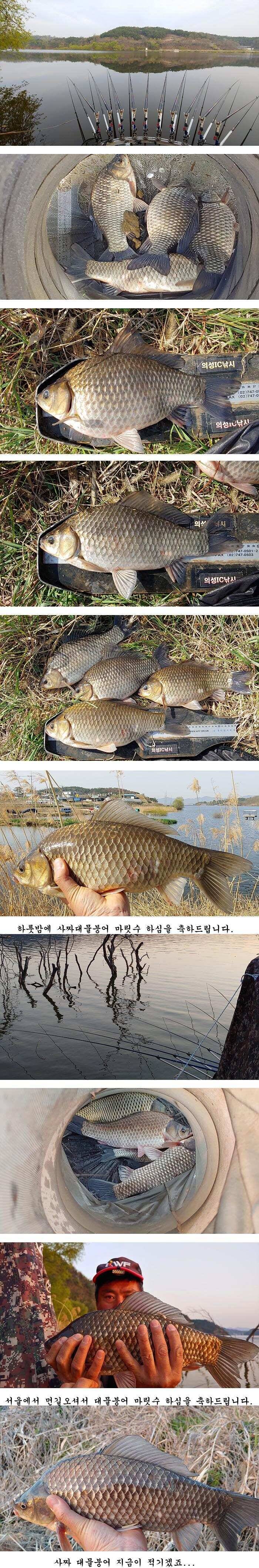 4짜와 대물마릿수들 (조황조행기 - 특파원조황)