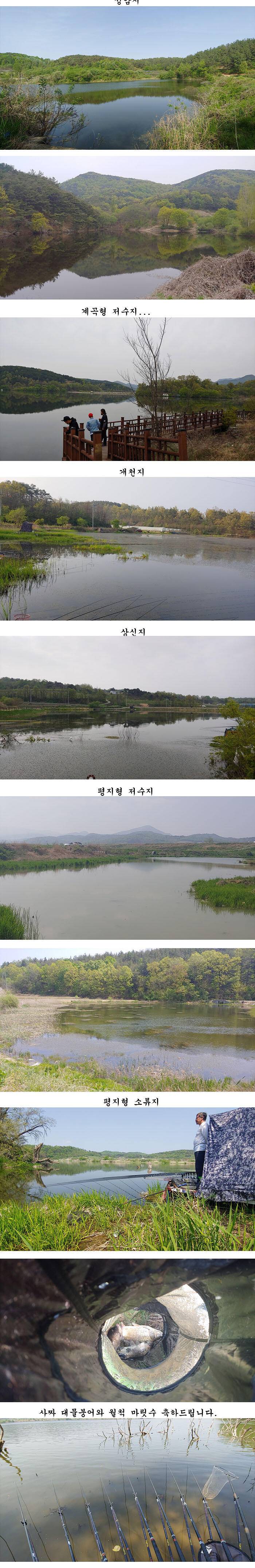 경북북부권 조황입니다 (조황조행기 - 특파원조황)