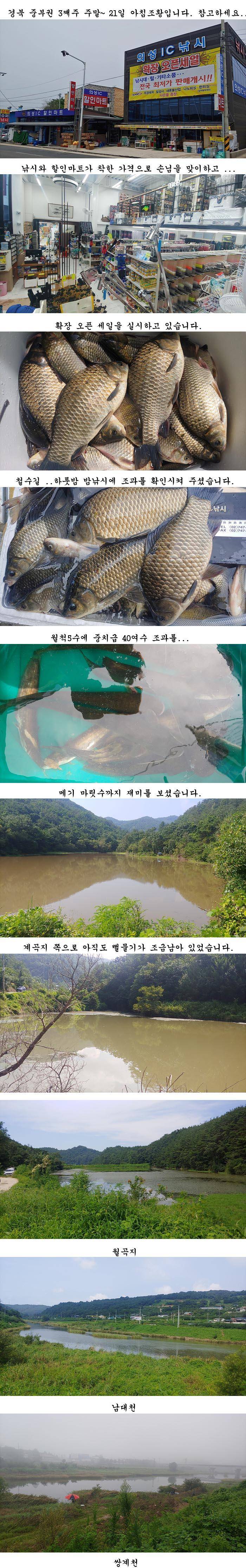 경북의성권 조황입니다 (조황조행기 - 특파원조황)