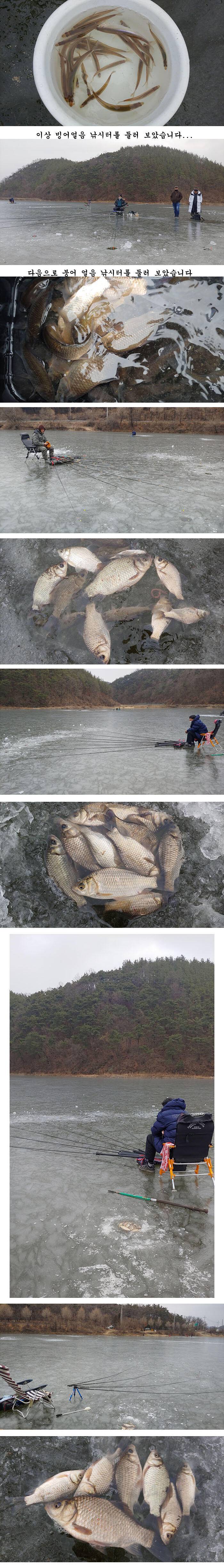 마릿수 대박 경북북부권 의성빙어얼음낚시 붕어 얼음낚시 (조황조행기 - 특파원조황)