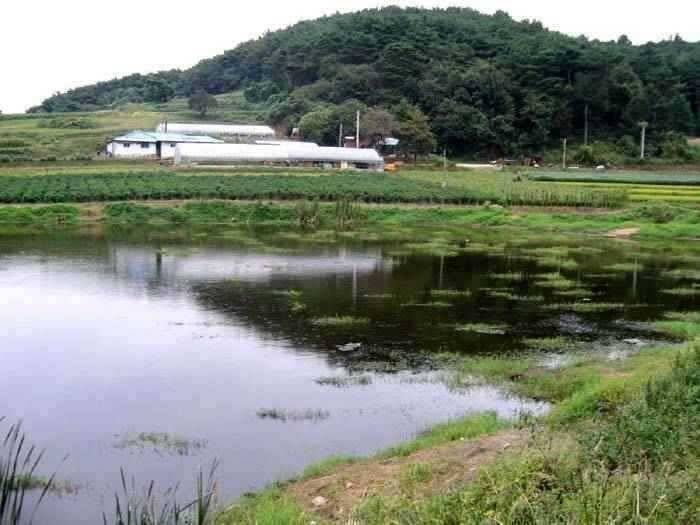 서태안권 아침에 낚인 35 34 (조황조행기 - 특파원조황)