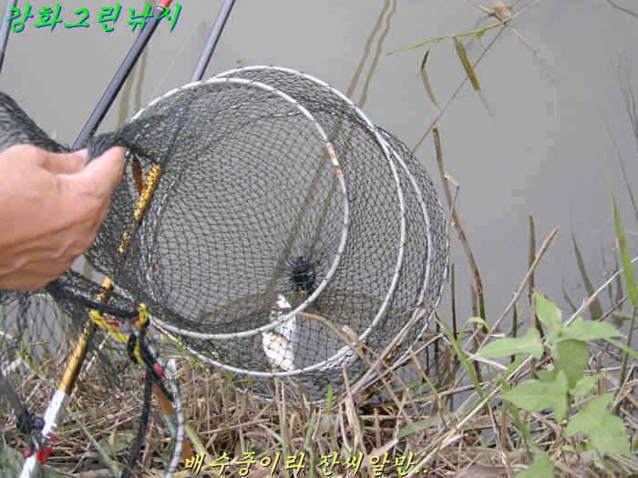 강화 수로권 조황입니다 (조황조행기 - 특파원조황)