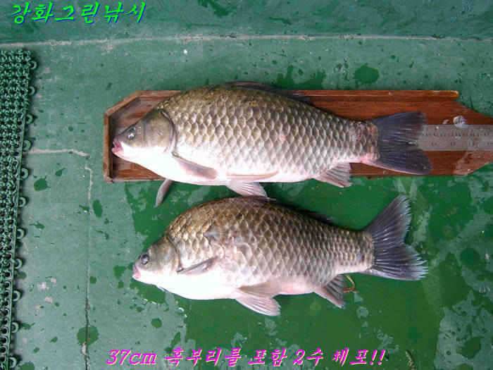 강화 항포지 연속되는 4짜 행진 (조황조행기 - 특파원조황)