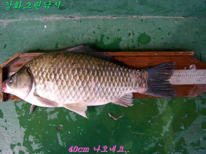 강화 항포지 연속되는 4짜 행진 (조황조행기 - 특파원조황)