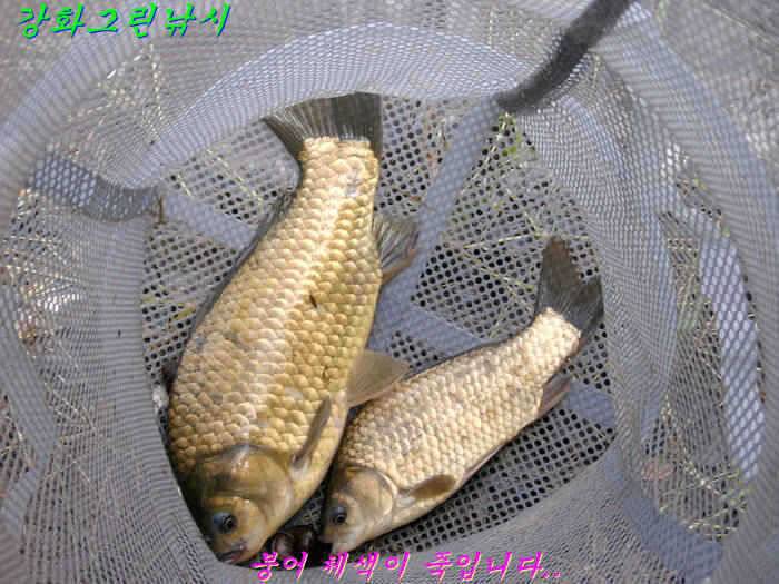 강화 소류지 붕어 입니다 (조황조행기 - 특파원조황)