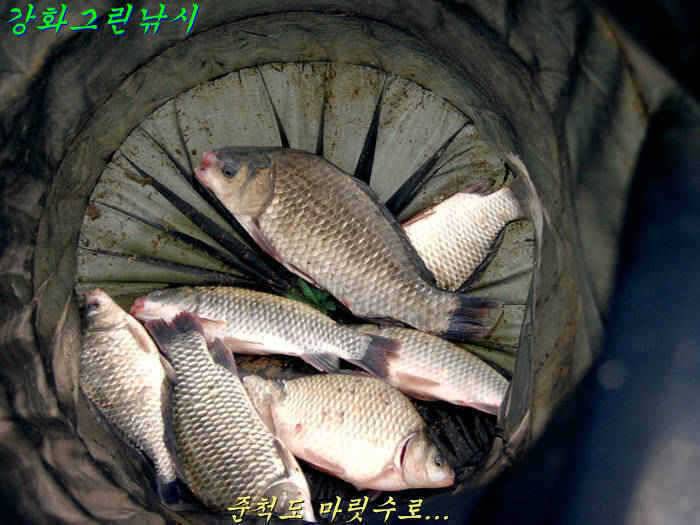 강화 항포지 4짜 입니다 (조황조행기 - 특파원조황)