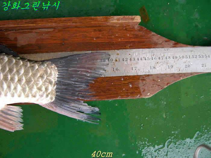 강화 항포지 4짜 입니다 (조황조행기 - 특파원조황)