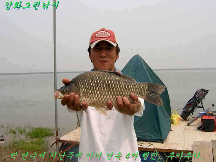 강화 항포지 4짜 입니다 (조황조행기 - 특파원조황)