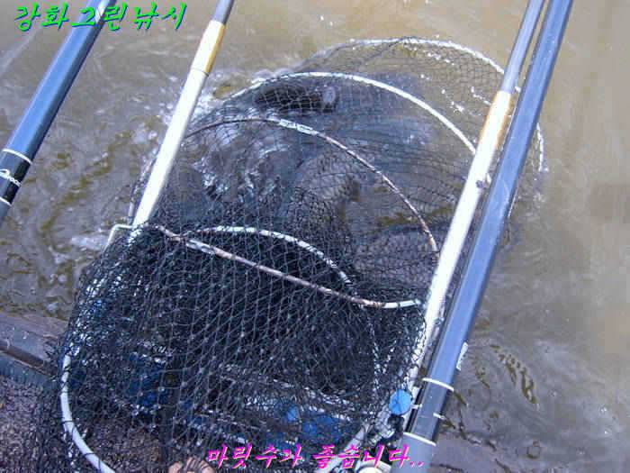 강화권 조황입니다 (조황조행기 - 특파원조황)