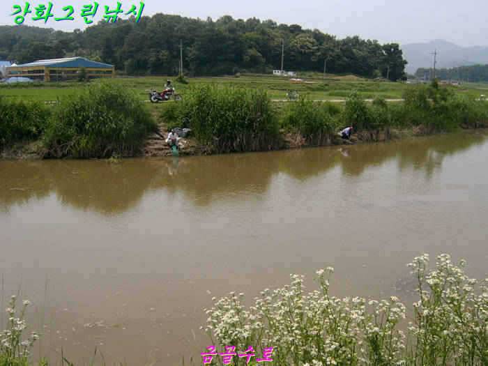 강화권 조황입니다 (조황조행기 - 특파원조황)