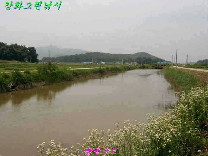 강화권 조황입니다 (조황조행기 - 특파원조황)