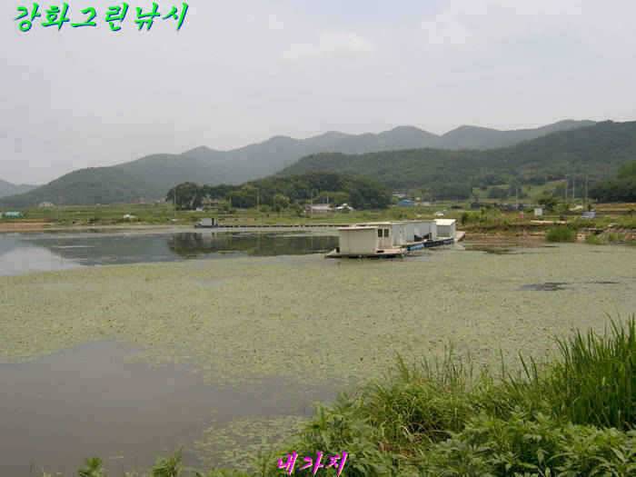 강화권 조황입니다 (조황조행기 - 특파원조황)