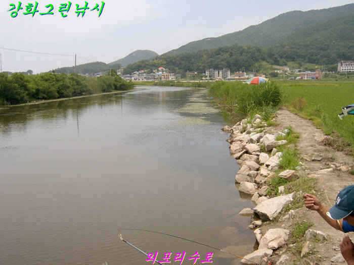 강화권 조황입니다 (조황조행기 - 특파원조황)