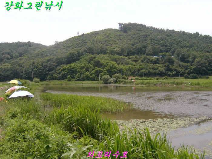 강화권 조황입니다 (조황조행기 - 특파원조황)