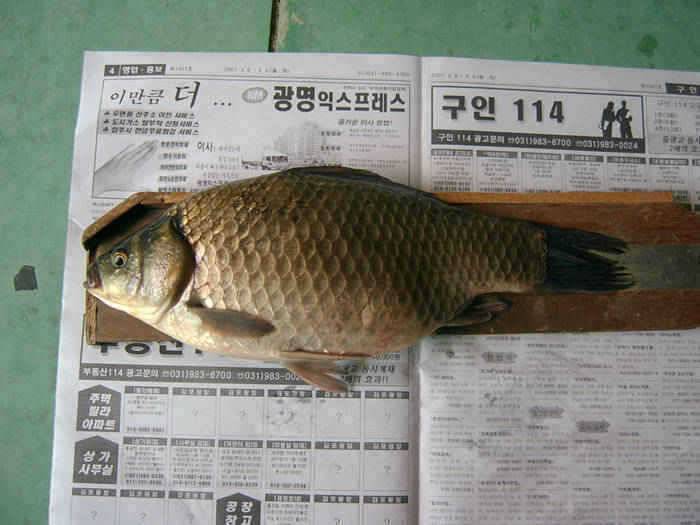 강화권 조황입니다 (조황조행기 - 특파원조황)