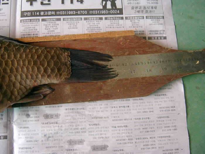 강화권 조황입니다 (조황조행기 - 특파원조황)