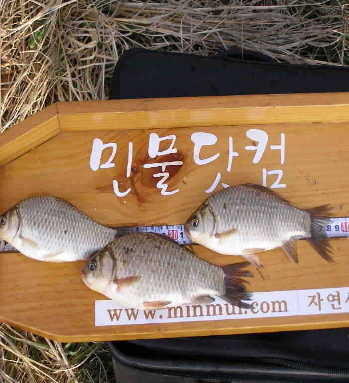 개심지 한화 보은공장 낚시동우회 시조회 (조황조행기 - 특파원조황)