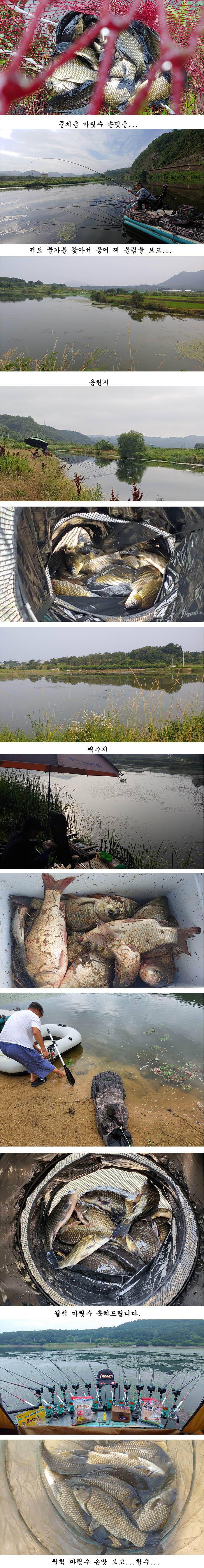 경북북부권 조황입니다 (조황조행기 - 특파원조황)