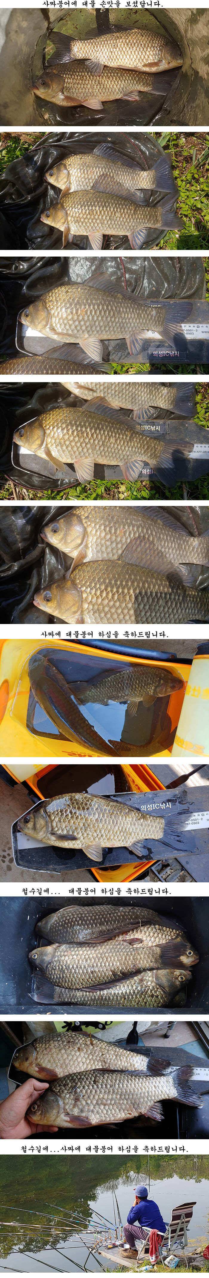 경북의성권 조황입니다 (조황조행기 - 특파원조황)
