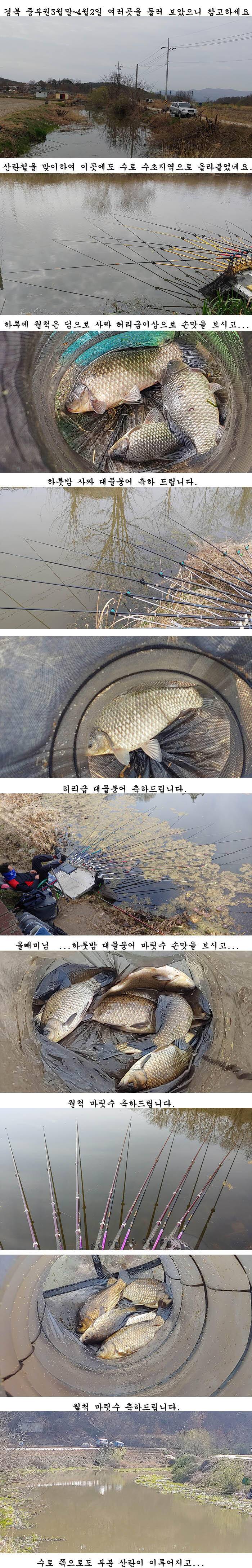 경북북부권 부분적인산란중 대물들 (조황조행기 - 특파원조황)