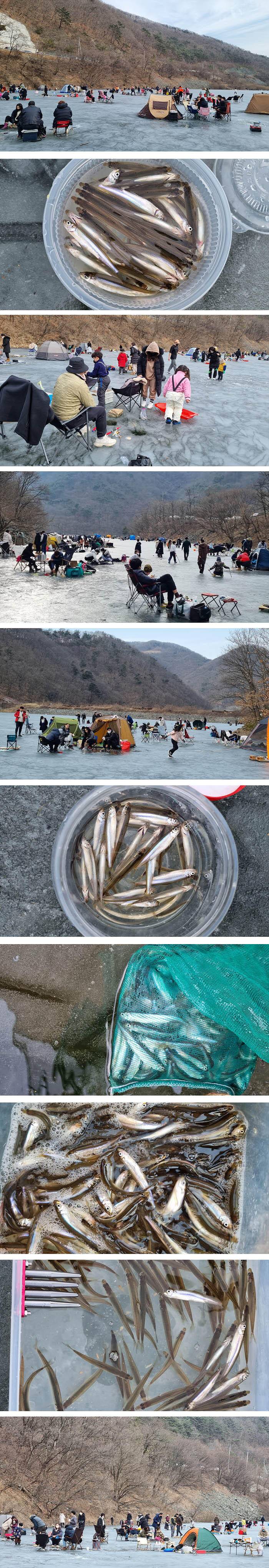 경북빙어얼음낚시 (조황조행기 - 특파원조황)