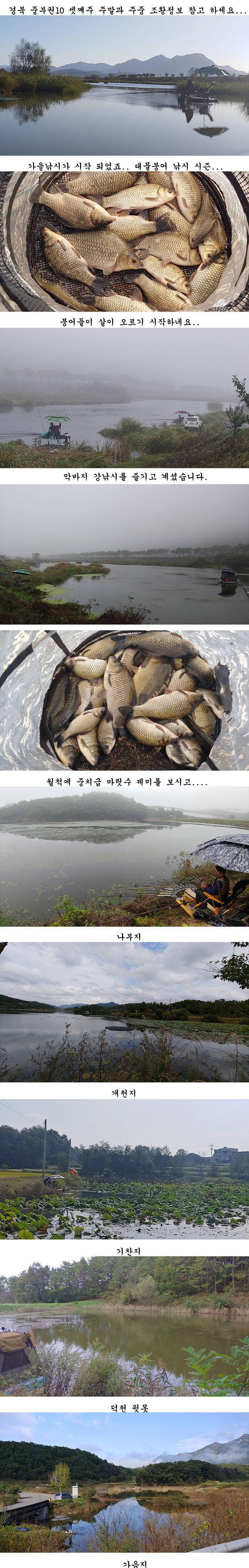 수초가 하루가 다르게 삭아내리는 경북북부권 (조황조행기 - 특파원조황)