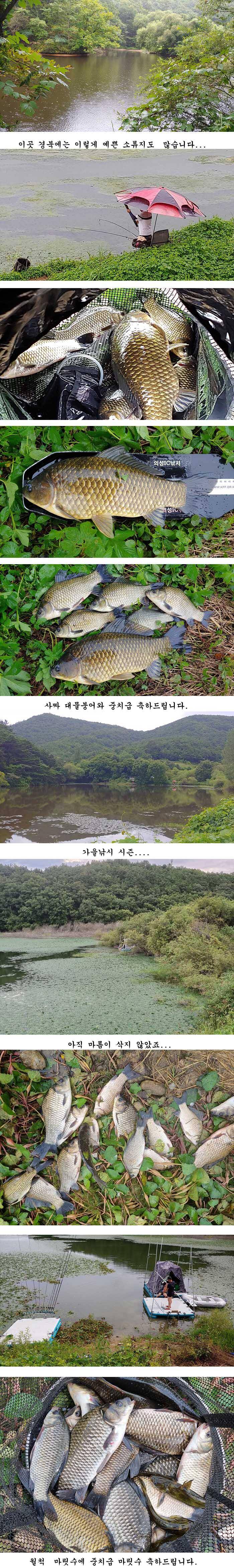 경북북부권 가을붕어낚시의 시작입니다 (조황조행기 - 특파원조황)