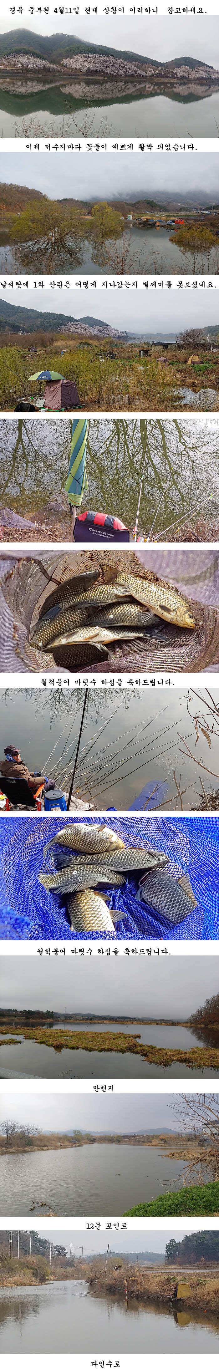 경북 의성권 붕어 조황 (조황조행기 - 특파원조황)