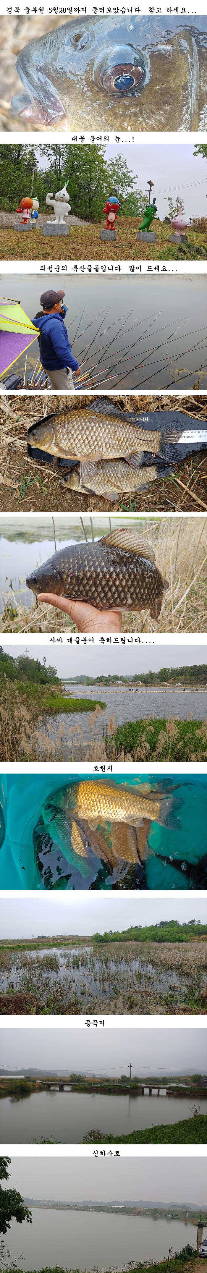 배수걱정없는 의성서부권 동부권 북부권 (조황조행기 - 특파원조황)