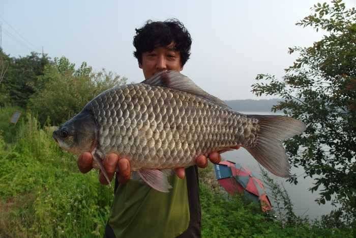 425415405cm에397395cm 대물조황 (조황조행기 - 특파원조황)