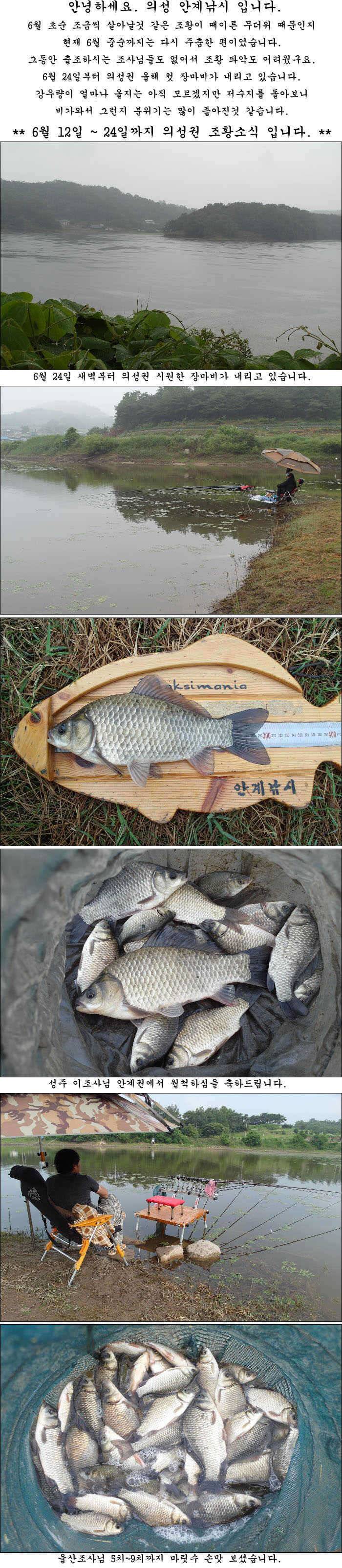 41cm의성권 장마비가 내리네요 (조황조행기 - 특파원조황)