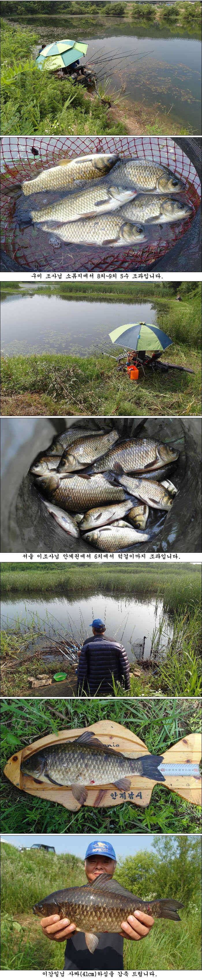 41cm의성권 장마비가 내리네요 (조황조행기 - 특파원조황)