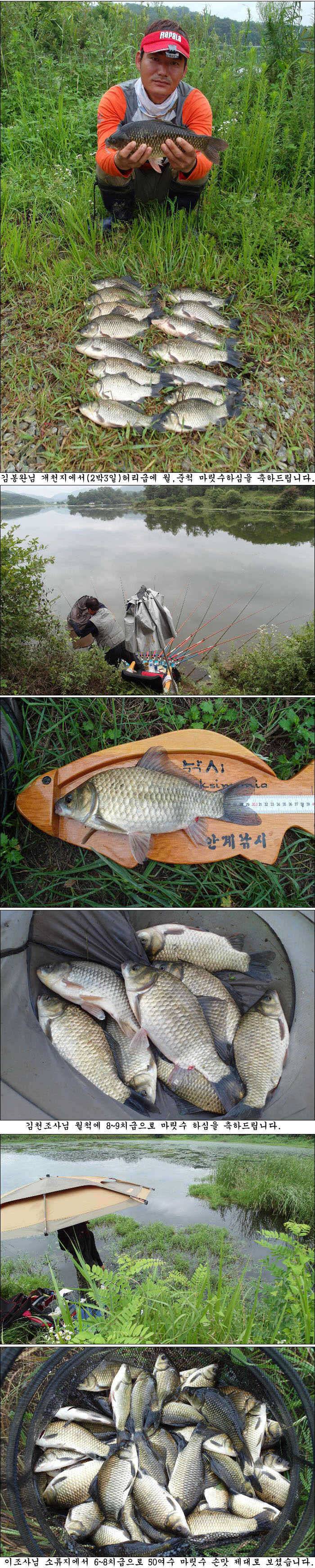 40539385cm과 허리급에 마릿수 조황 (조황조행기 - 특파원조황)