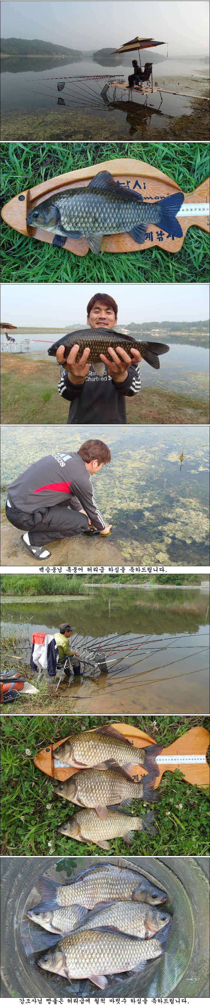 415cm와 장마비 오기전과 올때 조황 (조황조행기 - 특파원조황)