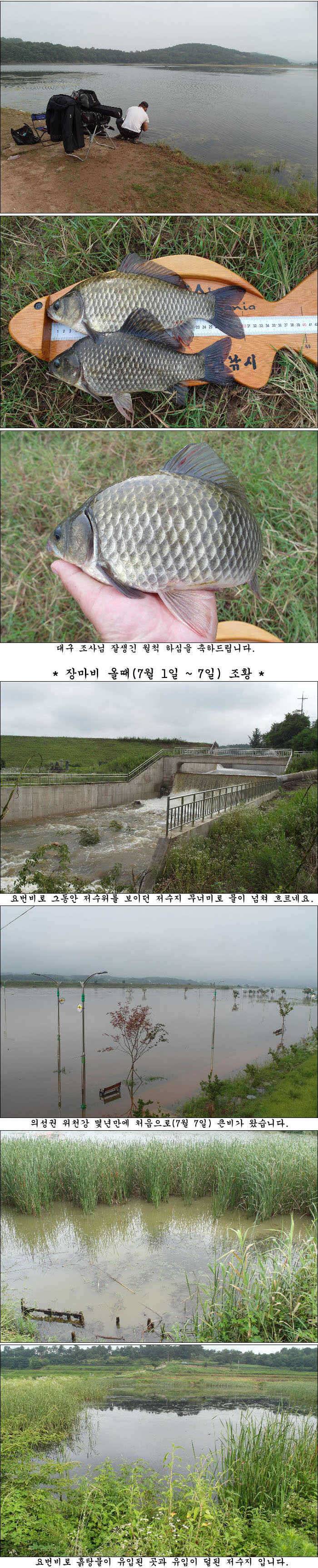 415cm와 장마비 오기전과 올때 조황 (조황조행기 - 특파원조황)