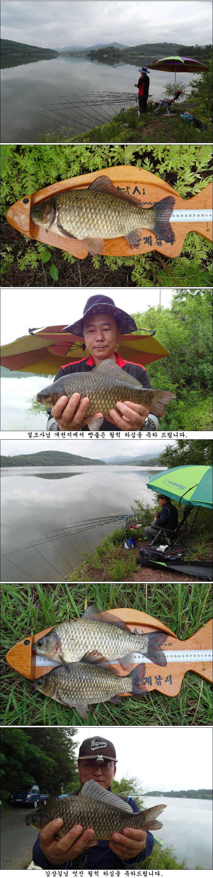 415cm와 장마비 오기전과 올때 조황 (조황조행기 - 특파원조황)
