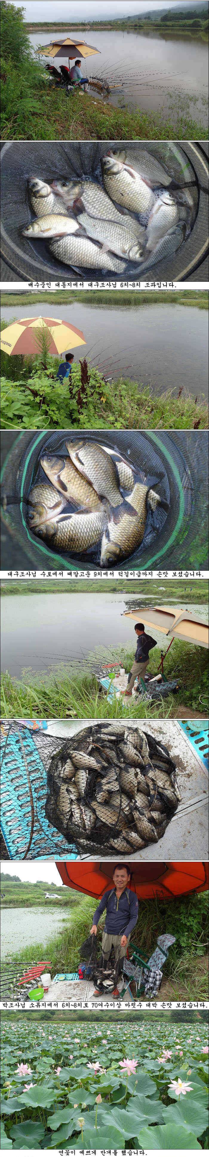 폭염속에서도 사짜덩어리허리급월척들 조황 (조황조행기 - 특파원조황)