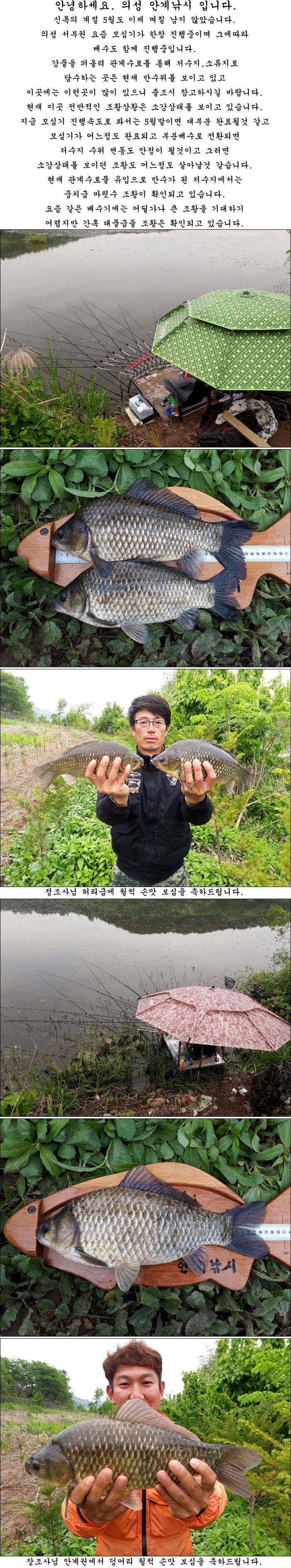 5월12일25일까지 조황소식 올립니다 (조황조행기 - 특파원조황)