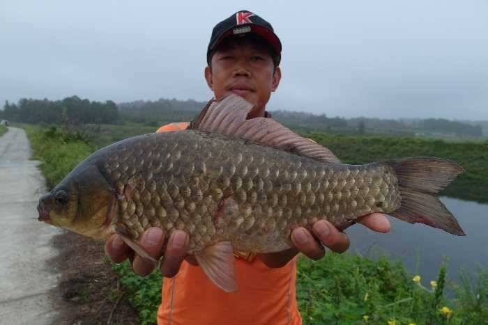사짜들455cm425cm과 월척들 조황 (조황조행기 - 특파원조황)