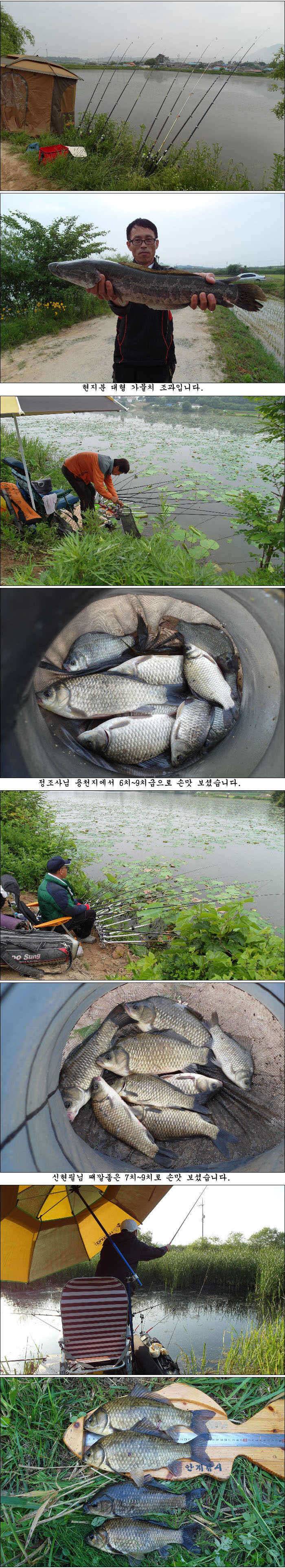 조금씩 살아나는 조황 (조황조행기 - 특파원조황)