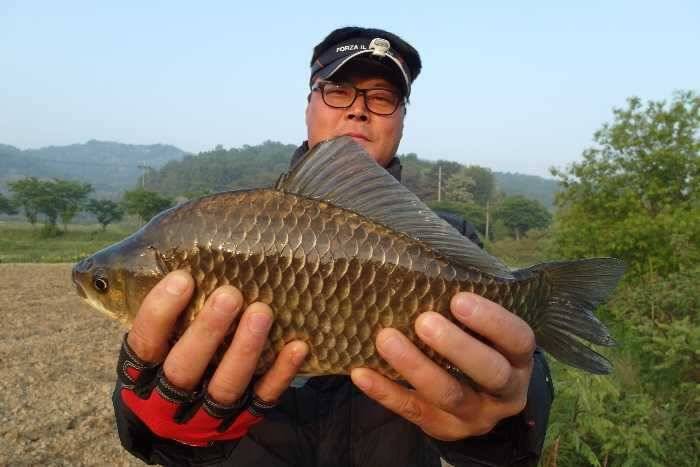 배수기에 대물406cm39cm에 허리급월척들 조황 (조황조행기 - 특파원조황)