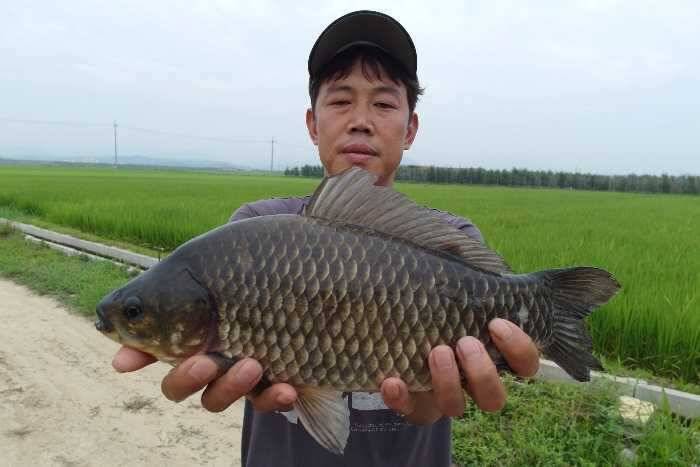 405cm398cm에 허리급 월척들 조황 (조황조행기 - 특파원조황)