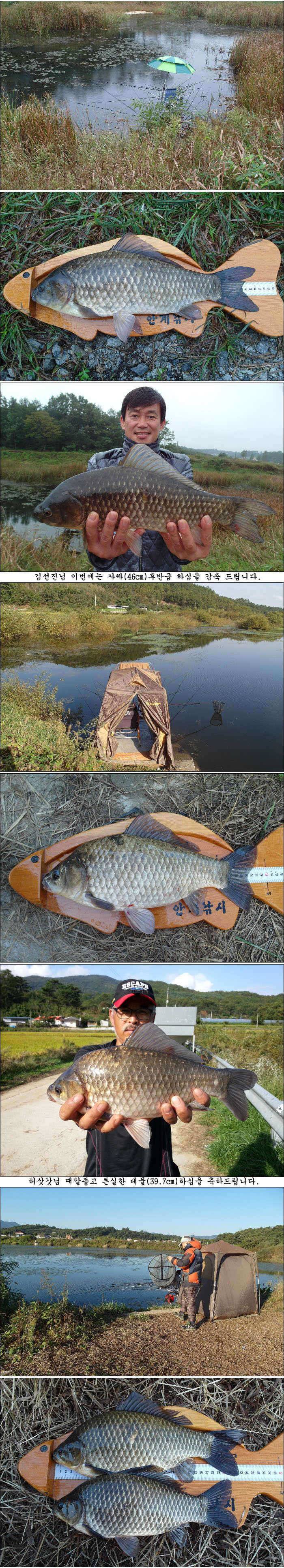 46cm43cm에 덩어리허리급월척들 조황 (조황조행기 - 특파원조황)