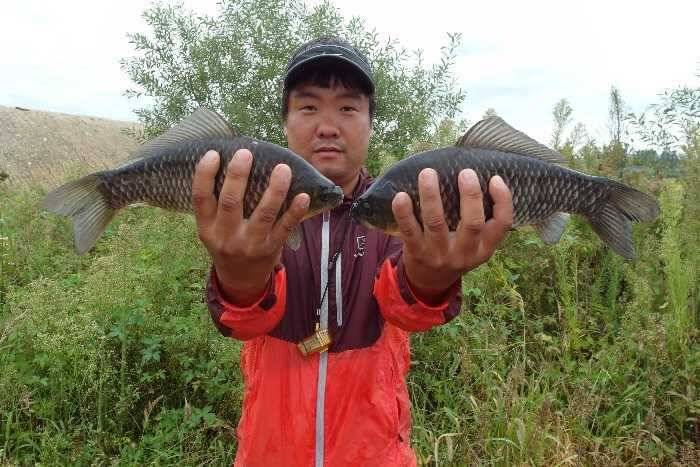 가을빛 고운 붕어들 (조황조행기 - 특파원조황)