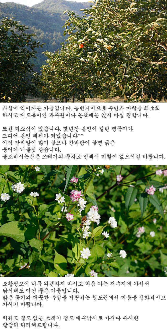 청도권 주중 조황 정보 (조황조행기 - 특파원조황)