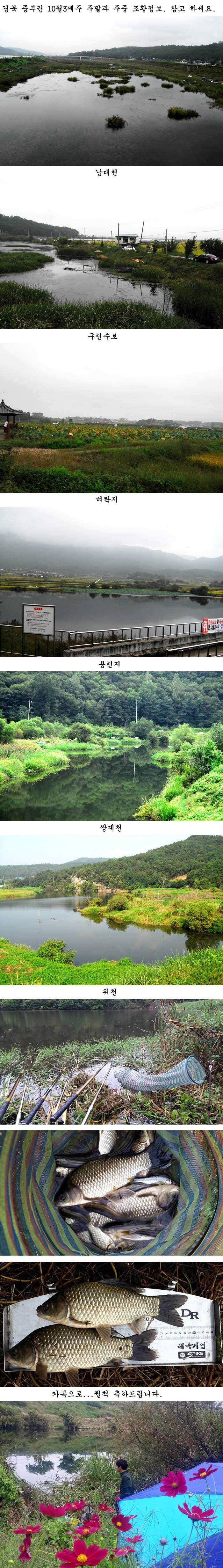 의성권 조황입니다 (조황조행기 - 특파원조황)
