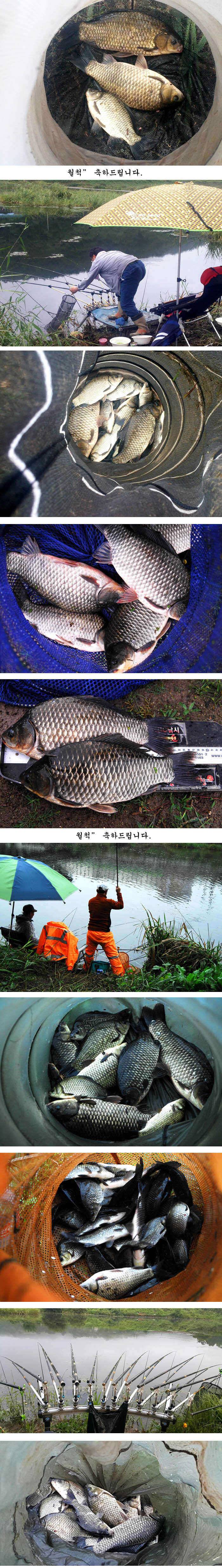 의성권 조황입니다 (조황조행기 - 특파원조황)